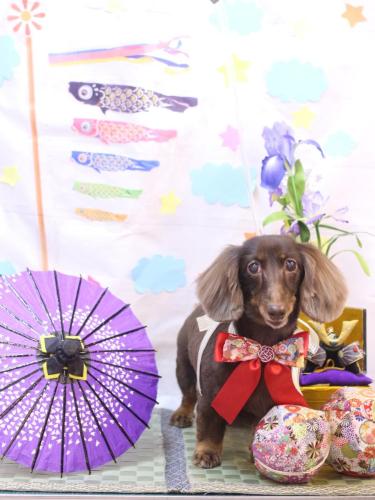 20240514ミニーちゃん